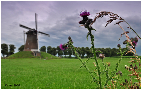 Distel...