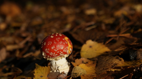 Rood met witte stippen