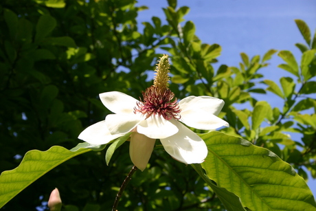 Sweet Summer Scent