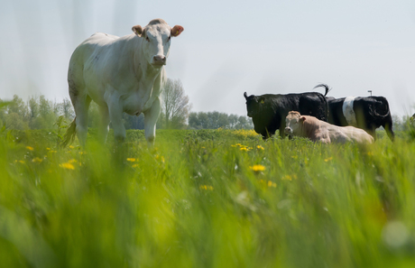 Westfries landschap