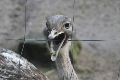 lachende struisvogel