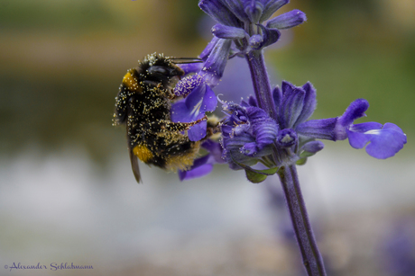 Hommel