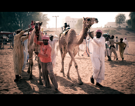 Camelraces at the Ras al Khaimah racetrack