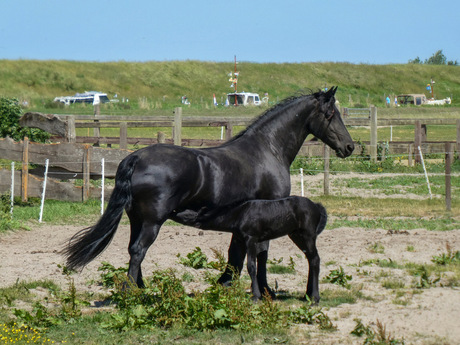 Black Beauties