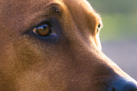 Eye of a Ridgeback