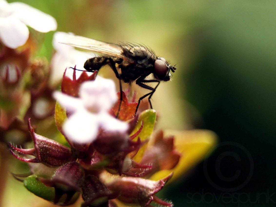 world of a bug - more here: https://www.facebook.com/FrederiqueNiewohnerPhotography - foto door SoLoveIsPunk op 03-10-2012 - deze foto bevat: macro, vlieg, bug, soloveispunk, world of a bug