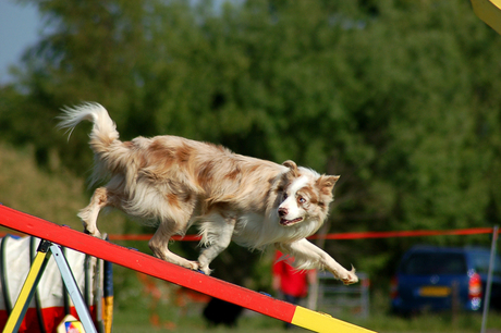 Agility action