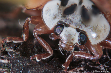 Veelkleurig Aziatisch lieveheersbeestje (Harmonia axyridis)