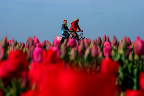 Fietsend door de tulpen