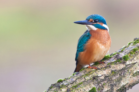 IJsvogel