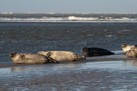 Zeehonden Schier 2