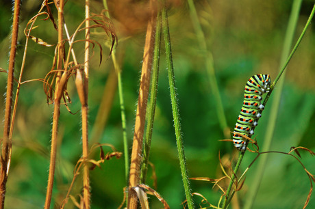 Rups van de Koninginnepage