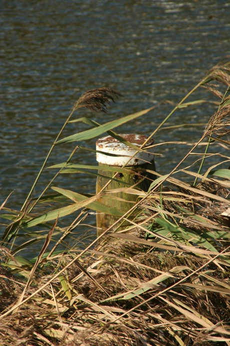 Wuivend riet