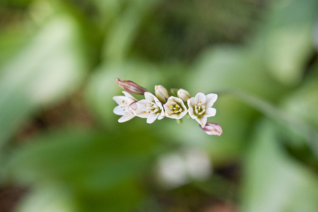 Hortus Botanicus Amsterdam