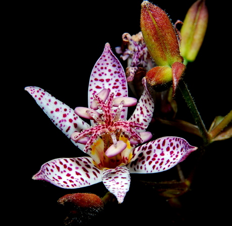 armeluis orchidee