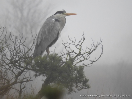 Reiger