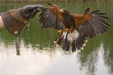 vliegende buizerd