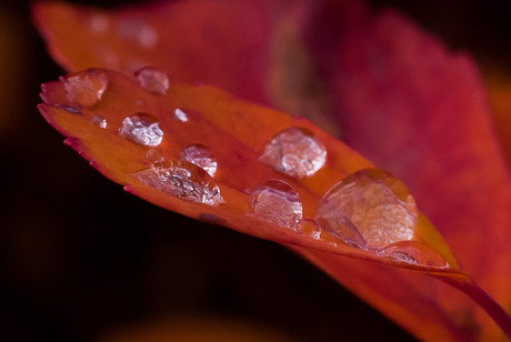 Regendruppels op herfstblad