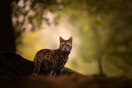 Ivar, Bengal Cat