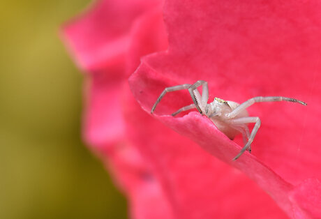 Misumena Vatia.