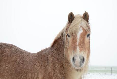 paard in sneeuw