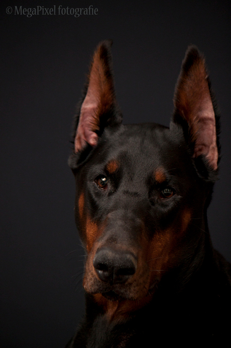 Dobermann