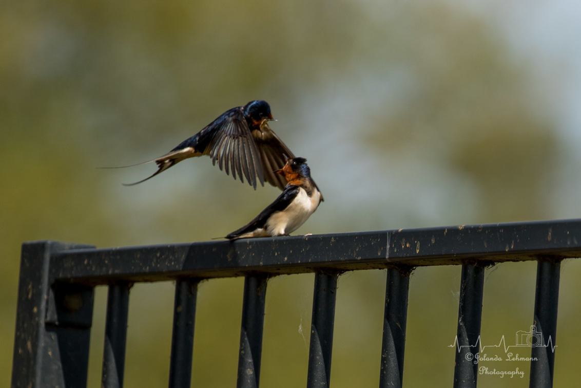 Boerenzwaluwen in gevecht - Helaas niet helemaal scherp, maar het moment was wel bijzonder mooi om te zien - foto door jootje2609 op 30-04-2017 - deze foto bevat: vogel, biesbosch
