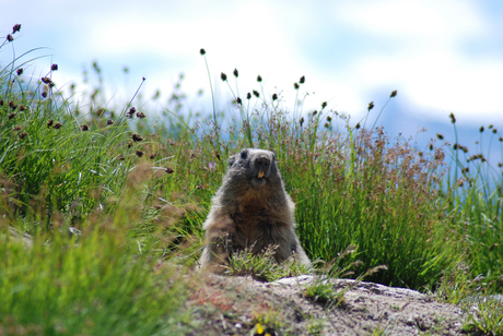 Alpenmarmot