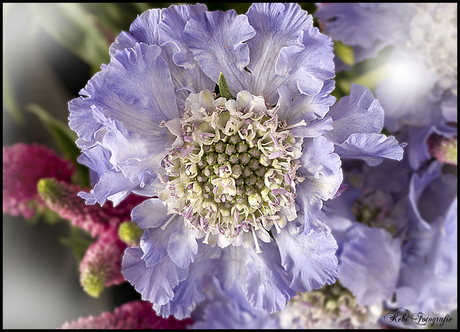 pink flower