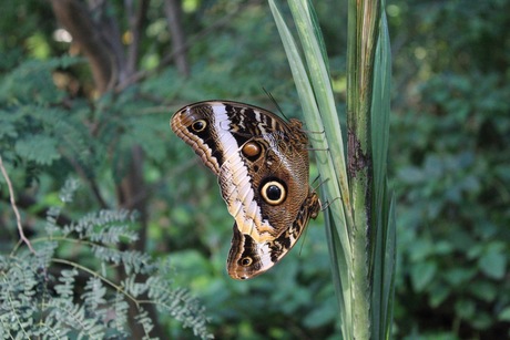 Vlinder en vlinder