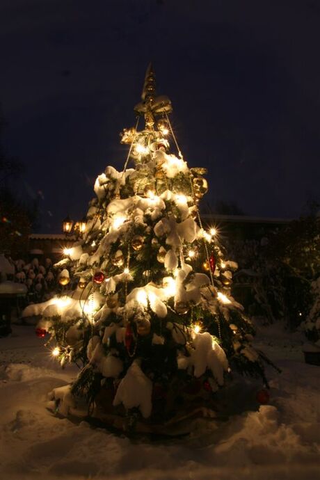 kerstboom