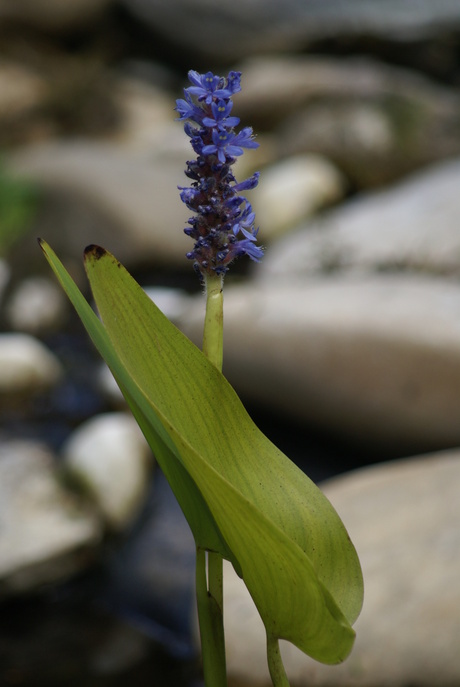 waterplant