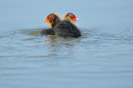 Meerkoet Tango