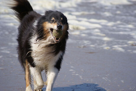 Sheltie