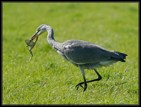 Reiger met kikkertje