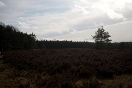 Veluwe