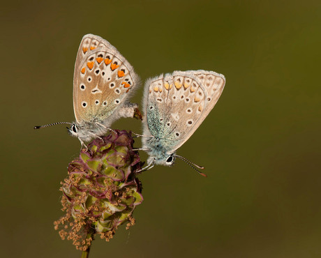 Icarus blauwtje