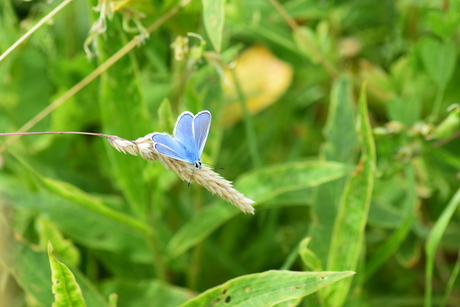 Blauwtje