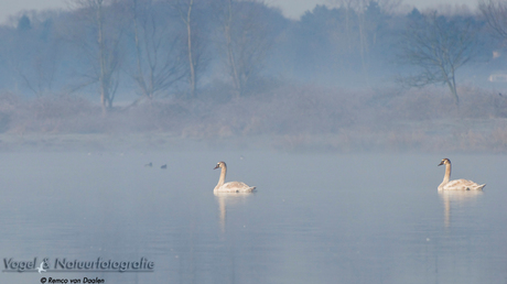 Jonge Knobbelzwanen in de mist...*Spotlight*