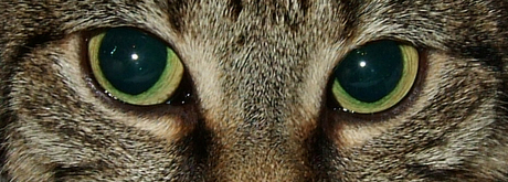 Cat eyes