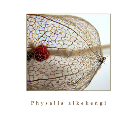 Physalis alkekengi