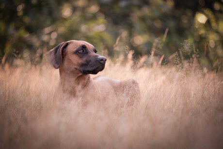 Rhodesian Ridgeback