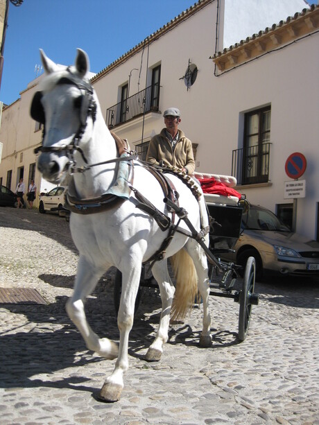 Ronda's horse