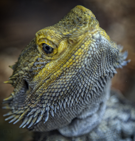 Baardagame (Pogona vitticeps)