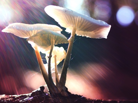 Mushrooms in sunshower