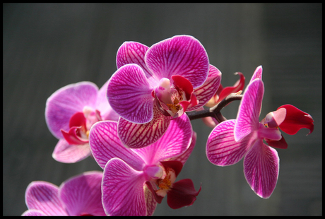 orchidee