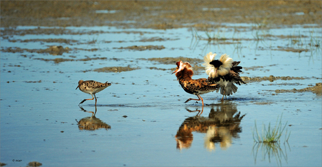 nat.park Het Lauwersmeer.