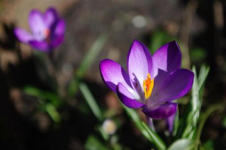 Ha fijn, lente!