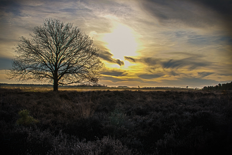 Zon over heide