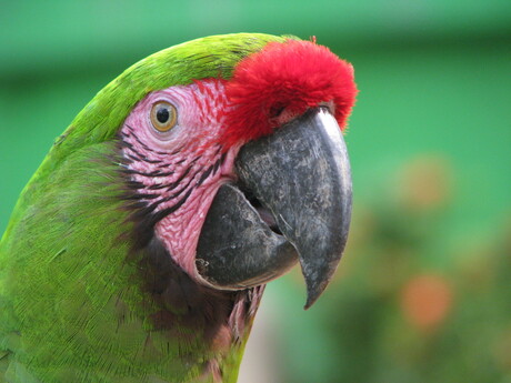 Papagaai/Mexico